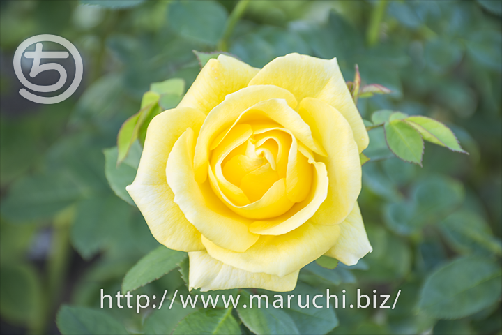 maruchi_202111's tweet photo. 黄色の秋バラ花風景写真と、登録をしたまま利用をしていなかったnoteさんですが、自分の仕事の宣伝のために利用しようと思ったお話。https://t.co/5rr0mDxPWl #花風景写真 #秋バラ #黄色の花 https://t.co/aoX4laATfs