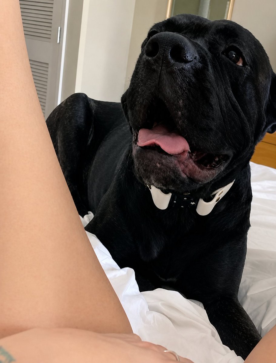styloaoz's tweet photo. Come play with us tonight 💗🐶💦

Hmu 📥 ; https://t.co/Ij2XOzZJD5 to watch how i wrap these pretty  fingers on stylos dong 💦😋🐾📷
#zoo #usa #dogmom #dogs
#zoophillia #zooisvalid #funtime https://t.co/XH9LGHXC99