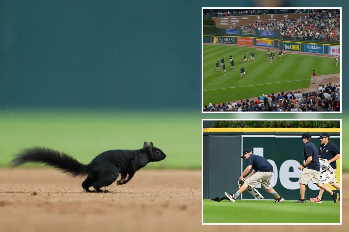 nypost's tweet photo. Squirrel invades Tigers-Orioles game - and grounds crew is powerless to stop it https://t.co/ccSaP4GLOW https://t.co/yzfO1fuURD
