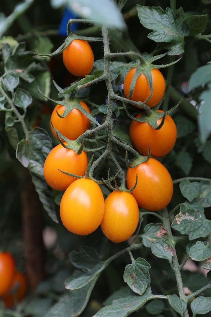 BryanHa02639127's tweet photo. Just tried the new organic rainbow cherry tomatoes from local farm—bursting with sweet juiciness, no weird aftertaste, perfect for quick salad or snack! Worth every penny https://t.co/YP6DHGMvV1