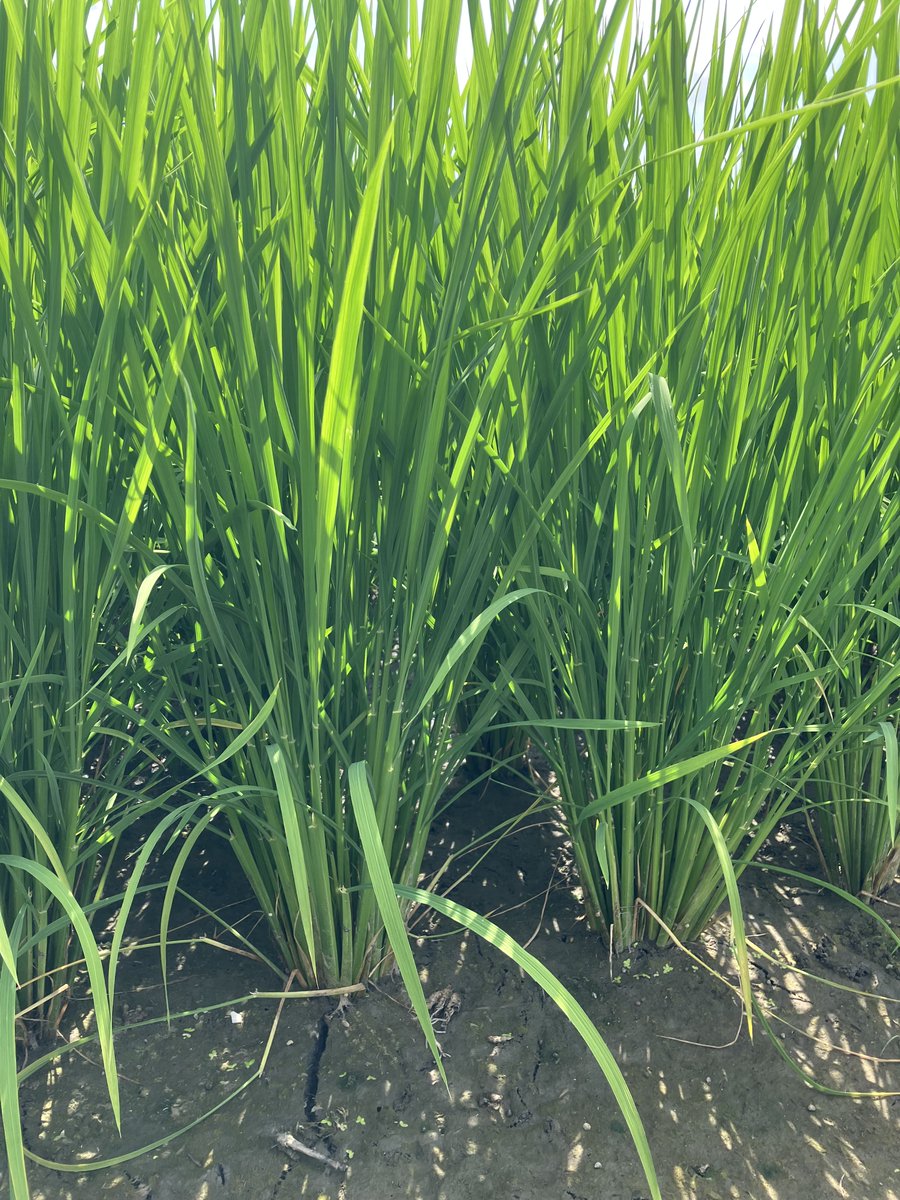 syokuju's tweet photo. 【田んぼ学校育成状況】
田植えから６週間経ちました。
随分と稲が成長したので「中ぼし」が始まりました。
「中ぼし」はいったん水を抜いてあげることで成長途中の稲が水を求めて根っこを伸ばすために行います。根っこを伸ばすことでさらに土台をしっかり、大きく育つ準備をします。
#田んぼ学校 https://t.co/YbXSsFBHcL