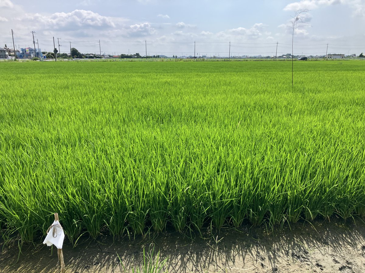 syokuju's tweet photo. 【田んぼ学校育成状況】
田植えから６週間経ちました。
随分と稲が成長したので「中ぼし」が始まりました。
「中ぼし」はいったん水を抜いてあげることで成長途中の稲が水を求めて根っこを伸ばすために行います。根っこを伸ばすことでさらに土台をしっかり、大きく育つ準備をします。
#田んぼ学校 https://t.co/YbXSsFBHcL