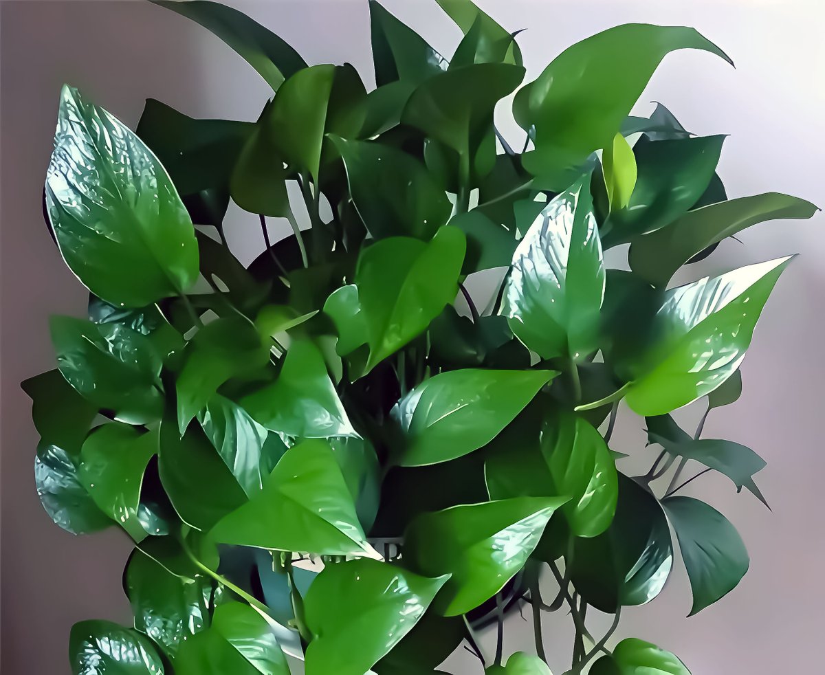 ninaz01739290's tweet photo. Pro tip for plant parents: Water your pothos once the top 2 inches of soil feel dry! Avoid overwatering to keep your leafy buddy happy. https://t.co/a3JeEtfmKE