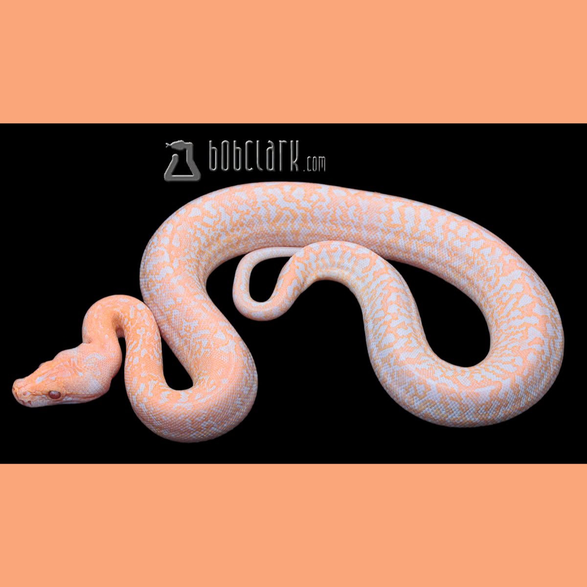 LivingArtReptil's tweet photo. A beaut! 🙂 Albino Granite Het Pied Burmese Python (Python bivittatus). Photo: Bob Clark. #snake #python #livingartreptile #livingartreptiles #burmesepython https://t.co/w3LpCMMdcK