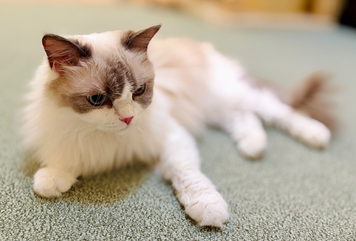 end_1031's tweet photo. 妹猫ちゃんのCT結果が出ました

残念ながら全身に転移していて治療はほぼ不可能とのことでした……食べない以外は普通なんだけどなぁ…
病院の先生の前でボロ泣きしてしまったけど、せめてできるだけ苦しまないよう最後まで家で看取ろうと思います https://t.co/5Rr1pcLG36