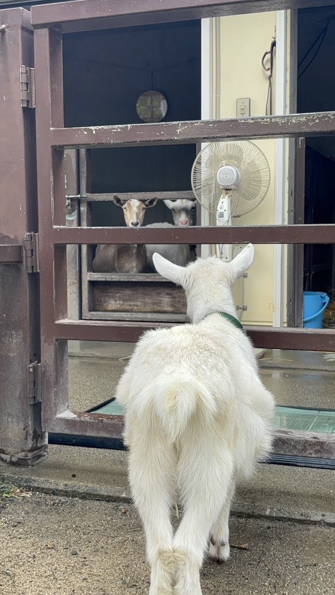 kyotoshidoubut1's tweet photo. ヤギの相関図を作ってみました🐐✨

新しいヤギ2頭が仲間入りしたので、おとぎの国で暮らすヤギたちの関係性をまとめてみました👀ヤギたちの中にもそれぞれの関係性があり、よく観察してみると人間模様ならぬ、ヤギ模様が見えてくるかもしれません🤭 https://t.co/Tv6uvRvlIW