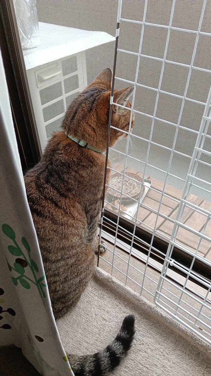 shalfe0121's tweet photo. アミアミ閉めるよー #猫  #cat  #猫のいる暮らし  #猫好きさんと繋がりたい https://t.co/qs8owdgjxB