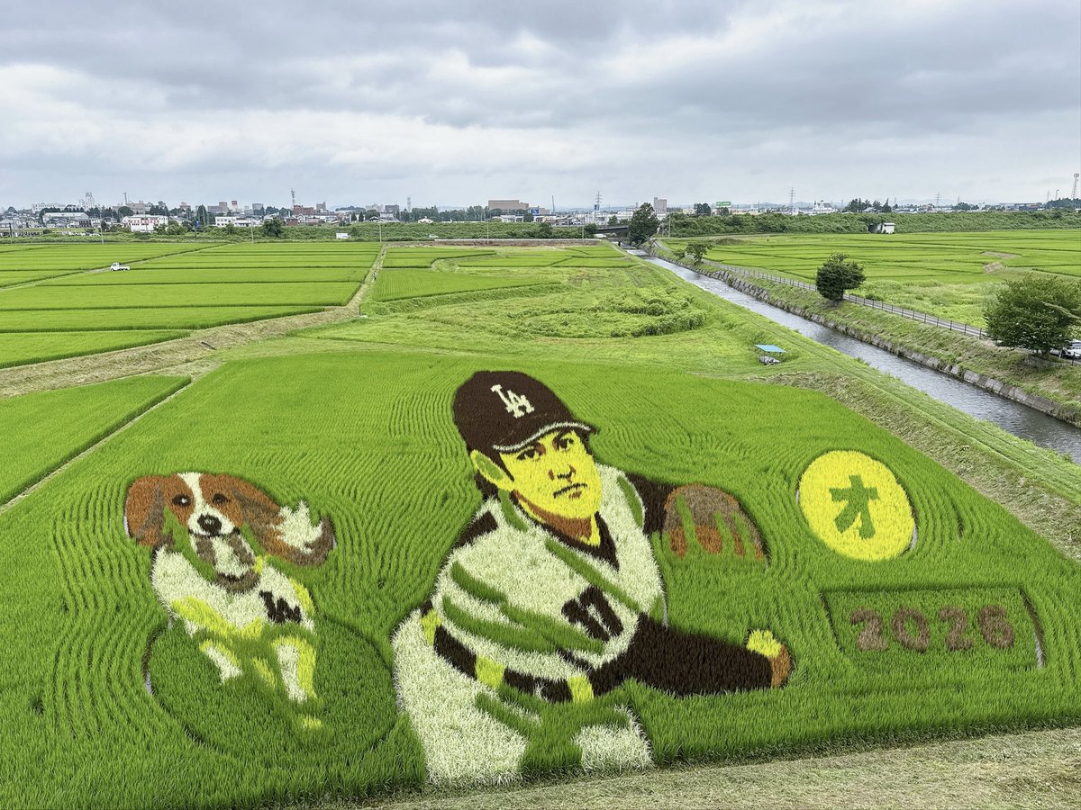 osuzu45's tweet photo. 今年も大谷くんの田んぼアート見に来た🌾　#奥州アテルイの里 https://t.co/0QNWJKPb6k