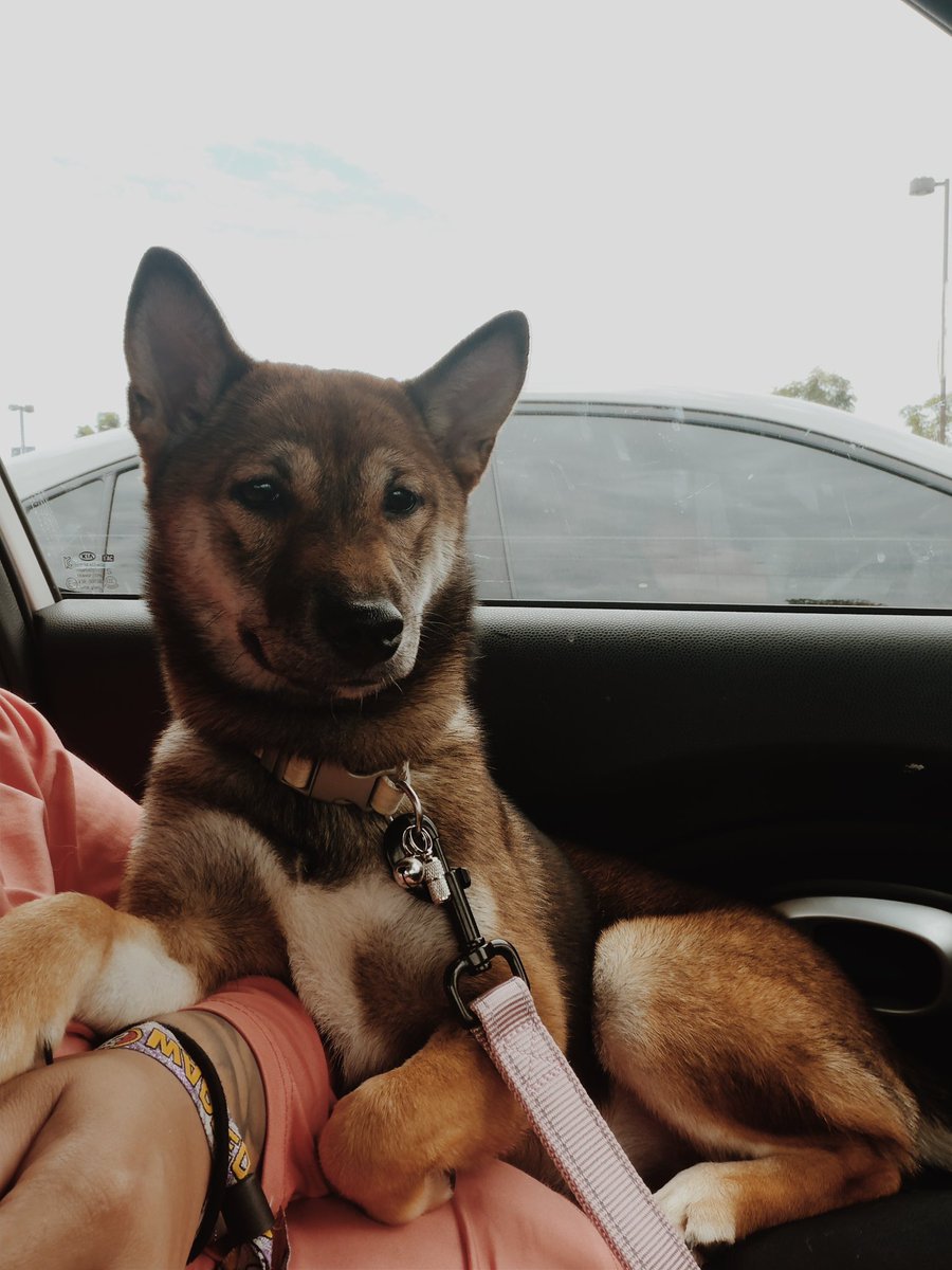 mxzazu's tweet photo. Me and Sergio have a baby. Meet Kira 🐺🖤 https://t.co/7s7zGnLrEe