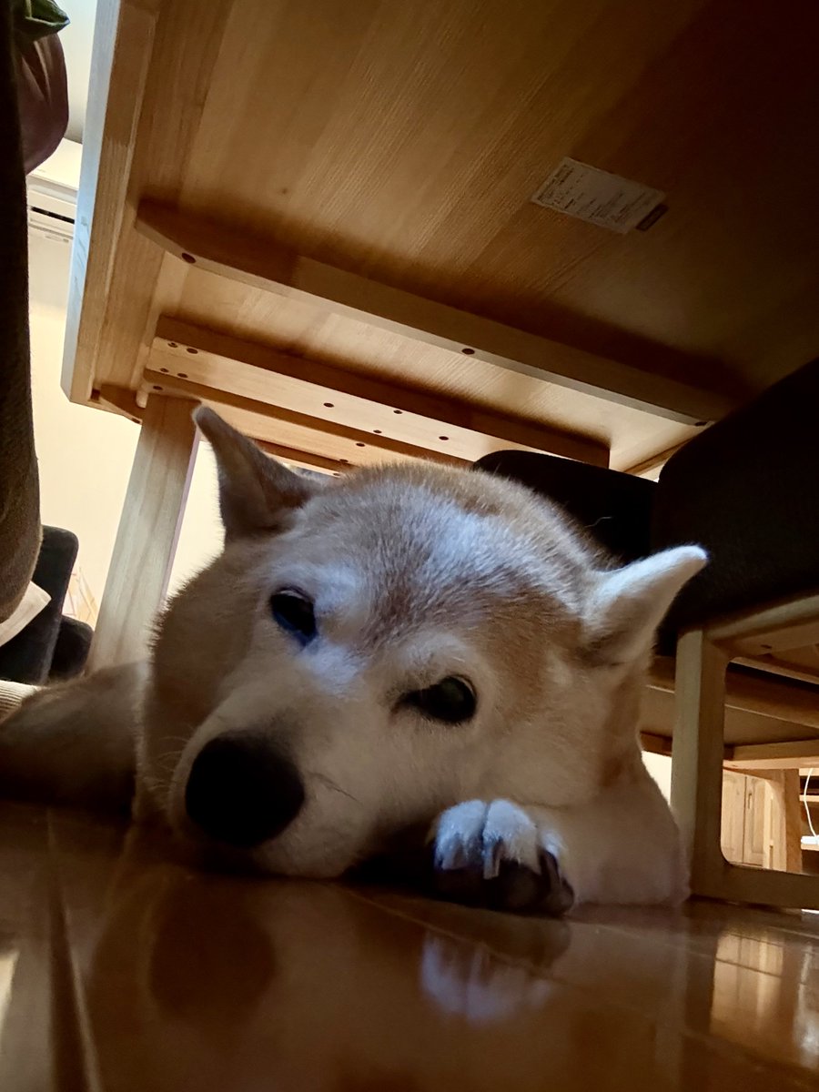 saillin29's tweet photo. お気に入りの場所🐶

#柴犬 #柴犬のいる暮らし #shibainu https://t.co/76eHxXzzXx