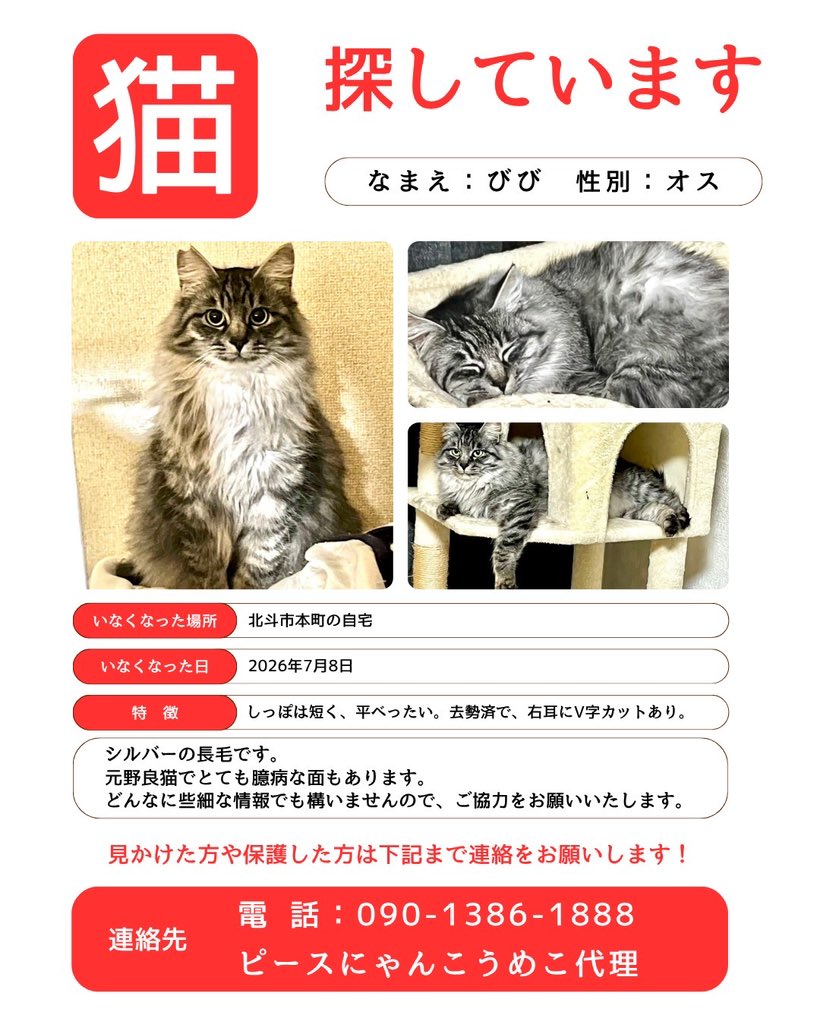 umeko_hakodate's tweet photo. 猫　びび君　シルバー長毛オス猫を探しています。
7月8日北海道北斗市本町の自宅2階から逃走。
その後、全く情報がありません。どうか、皆様のご協力よろしくお願いします🙇‍♀️
些細なことでも構いませんので09013861888ピースにゃんこ函館うめこまで☎️よろしくお願いします🙏 https://t.co/N8Lre6cHpV
