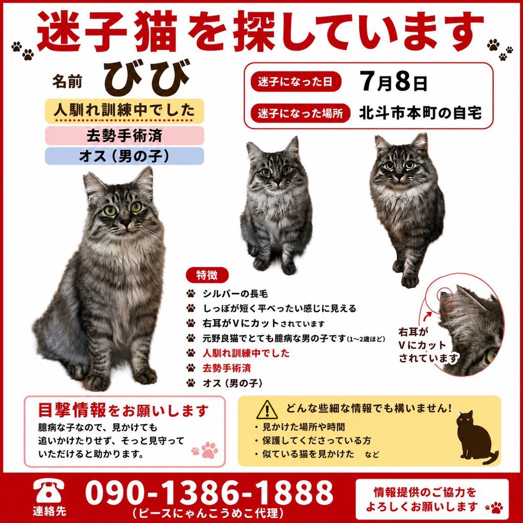 umeko_hakodate's tweet photo. 猫　びび君　シルバー長毛オス猫を探しています。
7月8日北海道北斗市本町の自宅2階から逃走。
その後、全く情報がありません。どうか、皆様のご協力よろしくお願いします🙇‍♀️
些細なことでも構いませんので09013861888ピースにゃんこ函館うめこまで☎️よろしくお願いします🙏 https://t.co/N8Lre6cHpV