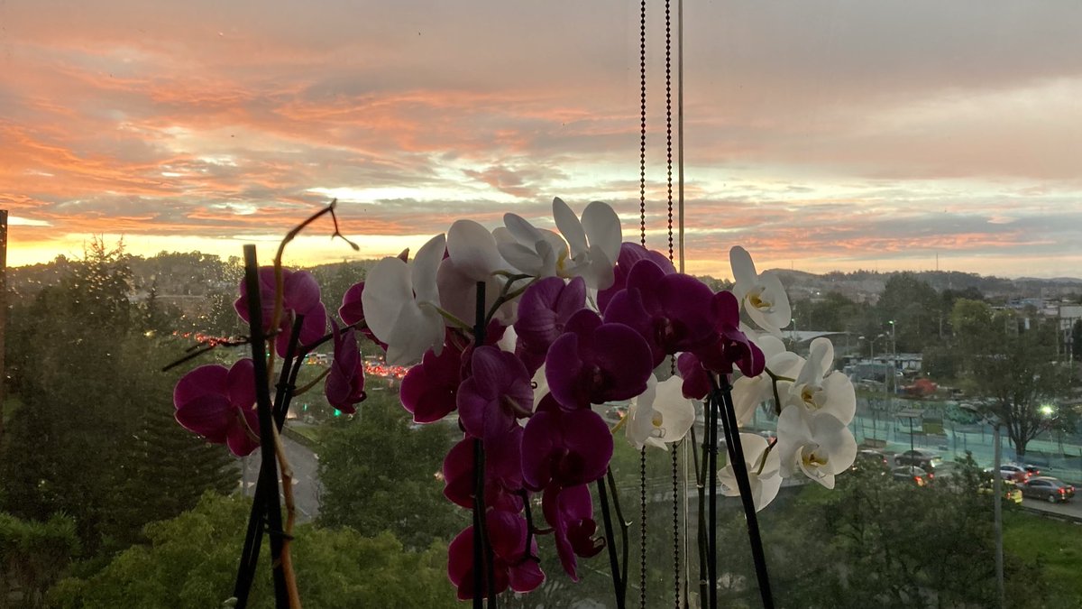 CariLeguizamon's tweet photo. #Bogotá #orquideas #orchids https://t.co/0jmLXmNjRh