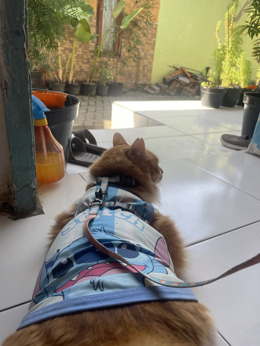 Stateofm1nd__'s tweet photo. Sepertinya ygor butuh harness yg lebih gede. Plss saran merk harness yg rada gede dr punyanya pidan. Apa harus beli yg buat doggy? https://t.co/l1f2R0uqOu