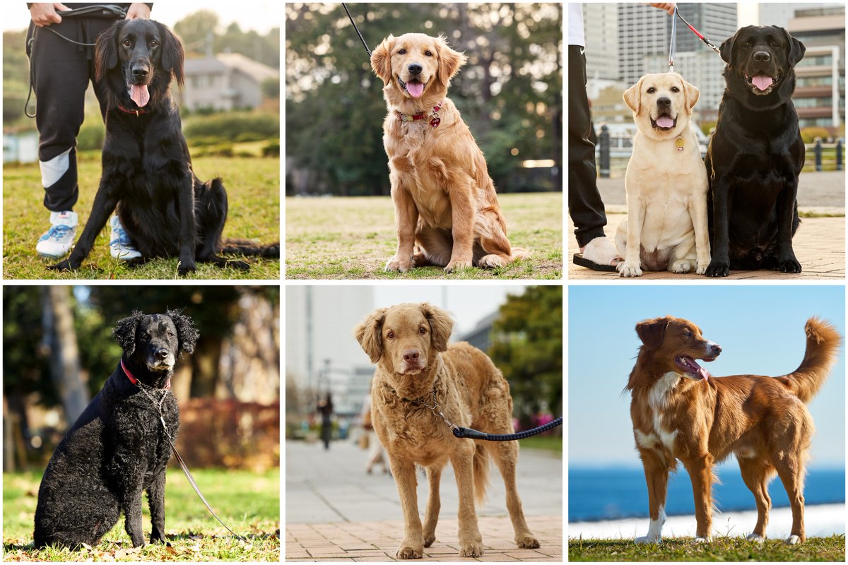 Dogs_lab's tweet photo. わたくし、レトリーバー全６種と偶然街なかで会えたことで人生の幸運をいくらか使ってしまったと思ってます。しかしそれでも一片の悔い無し！みんなグッドボーイ！グッドガール！
（これは何回でも載せたい） https://t.co/tvuh4GBMAQ