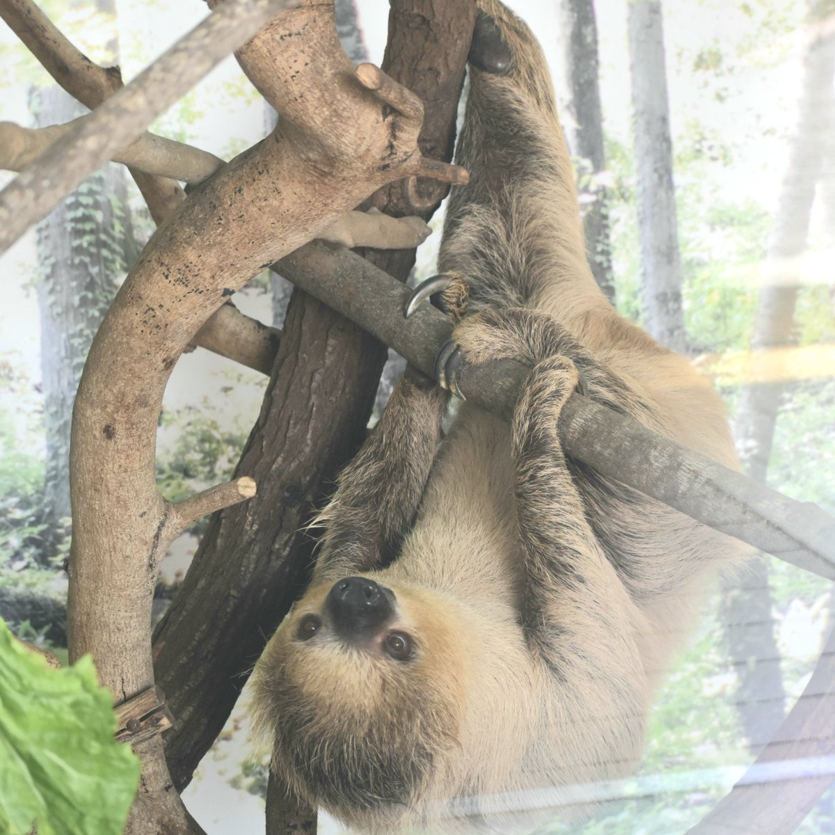 ナマケモノ研究所(The sloth research center)🦥 (@sametyphoon