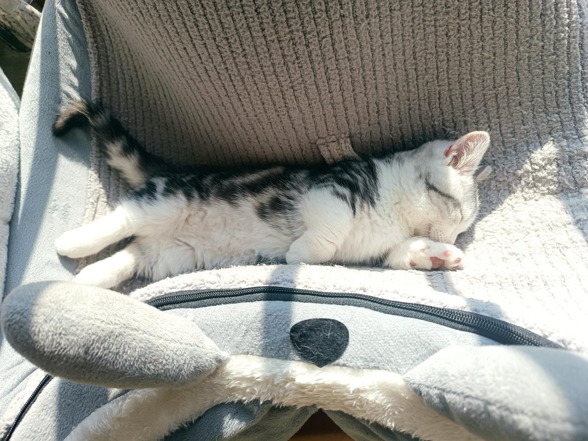 Stephen50564982's tweet photo. Just finished folding laundry and found a cute photo of my cat napping on my sock pile. Small cozy wins make busy days better  ， https://t.co/iD25FqDZTx