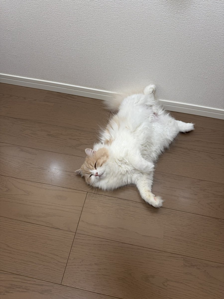 negima20240223's tweet photo. 今日のおちま(落ちているねぎま)

あしが可愛いね https://t.co/kaRDKPJ58P