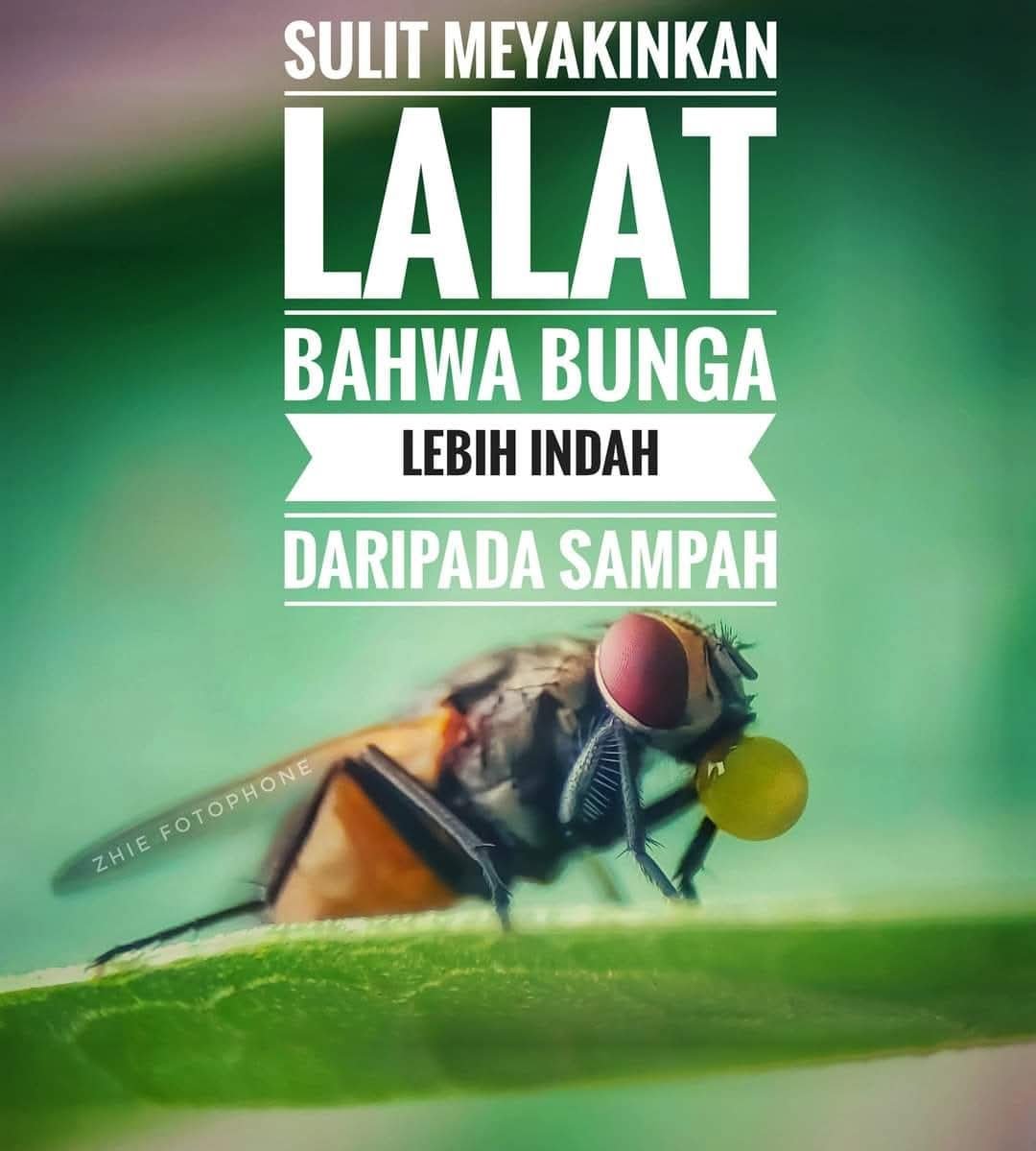 aaf_ratmawan's tweet photo. Tapi ini bukan tentang lalat https://t.co/FrKGADX6wO