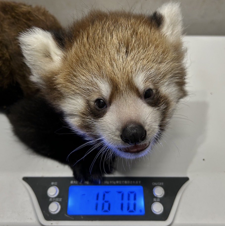 kumamotocityzoo's tweet photo. 【レッサーパンダの仔の性別発表と名前募集のおしらせ📣】
いつも当園のレッサーパンダの仔の成長を見守っていただきありがとうございます。

この度、5月27日に産まれたレッサーパンダ #シンファの仔 の性別は、メスと確定しましたことを報告させていただきます。

つづき⬇️

#熊本市動植物園 https://t.co/wyCF1dTKnt