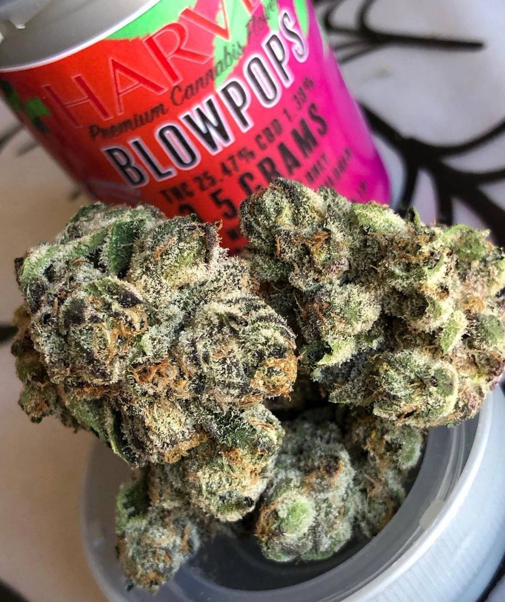 GreencloudCO's tweet photo. Weed Kansas City Weed St. Louis Weed Springfield Weed Columbia Weed Independence Weed Lee’s Summit Weed O’Fallon Weed St. Joseph Weed St. Charles Weed Blue Springs Weed Florissant Weed Joplin Weed Chesterfield Weed Wentzville Weed Jefferson City https://t.co/pPiDf9FoVh