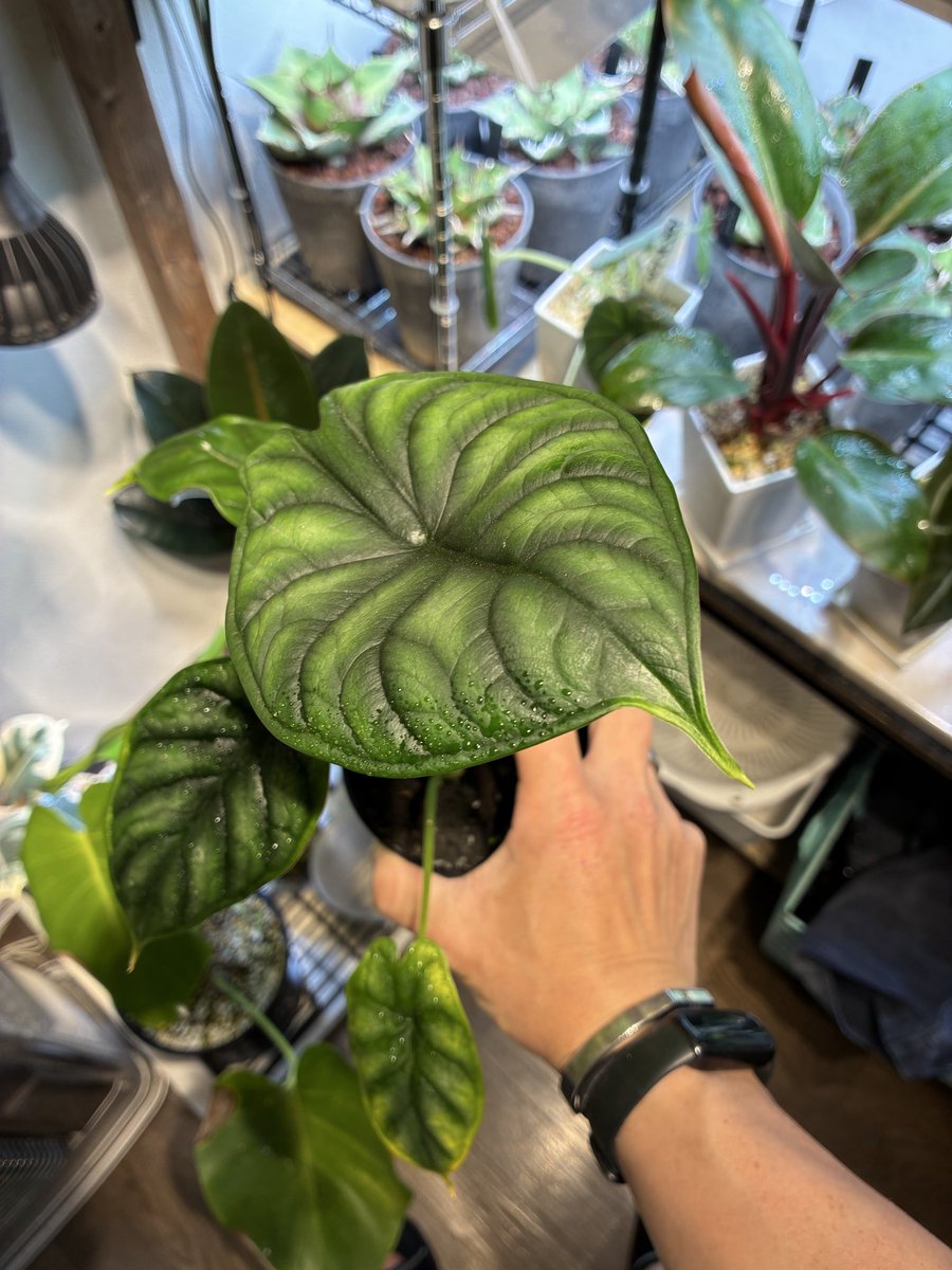 kinpatu48's tweet photo. 6月16日に植え替えてその時に取ってハイドロボールに埋めておいたドラゴンスケールの芋から可愛い葉っぱ🌱が！
タッパの蓋を閉めると当たってしまうからこれはよく見る蓋付きプラコップを買いに行って移動してみようかと考え中
#アロカシア
#観葉植物
#植物も酒の肴になる https://t.co/m00nAtJWSf