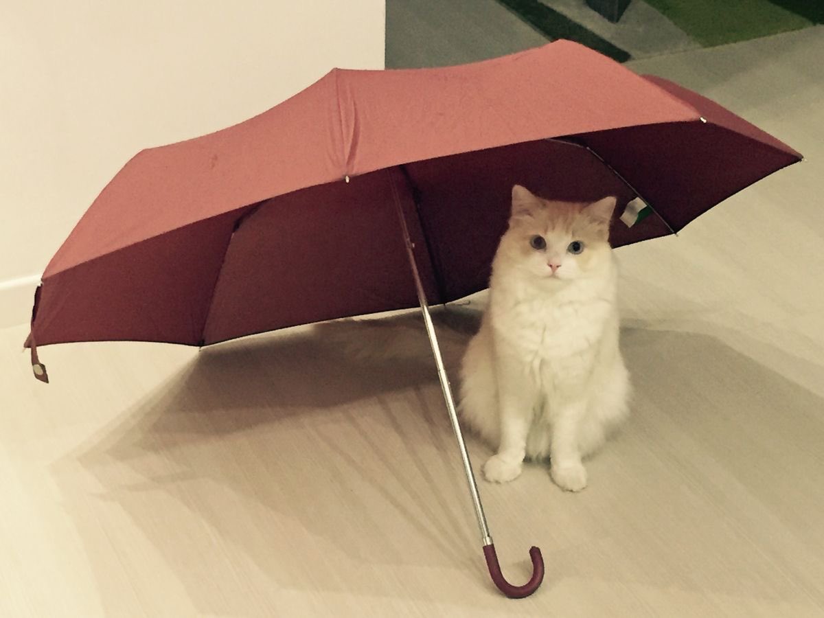 millkberrycats's tweet photo. ☂️ https://t.co/3P5oq4WEpf
