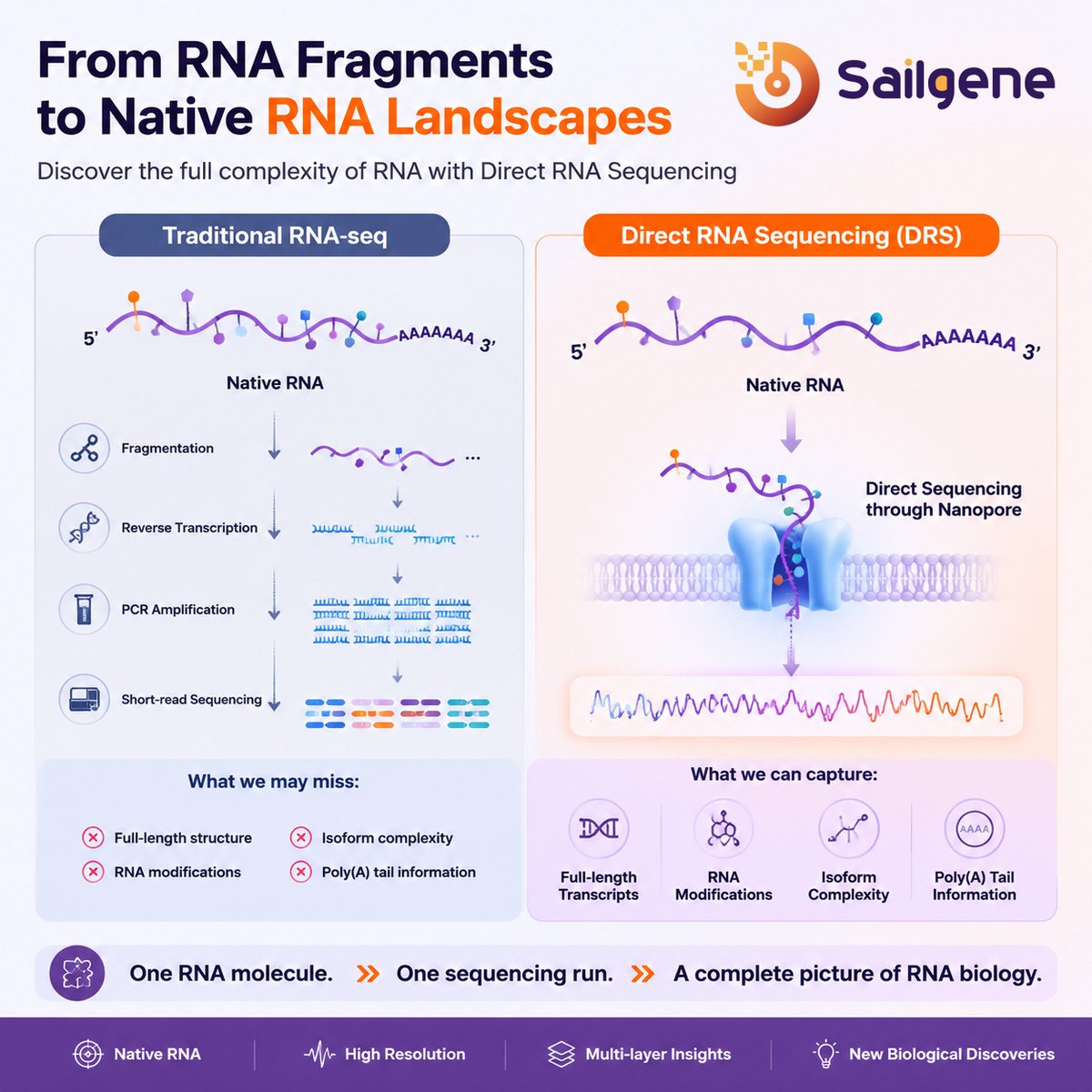 sailgene's tweet photo. RNA is more than sequence.
Direct RNA sequencing reads native molecules—capturing full-length structure, splicing, modifications &amp; poly(A) tails.
No RT, no PCR bias. See the real transcriptome.
#DirectRNA #Nanopore #Transcriptomics #Sailgene https://t.co/iTghAz7FxF