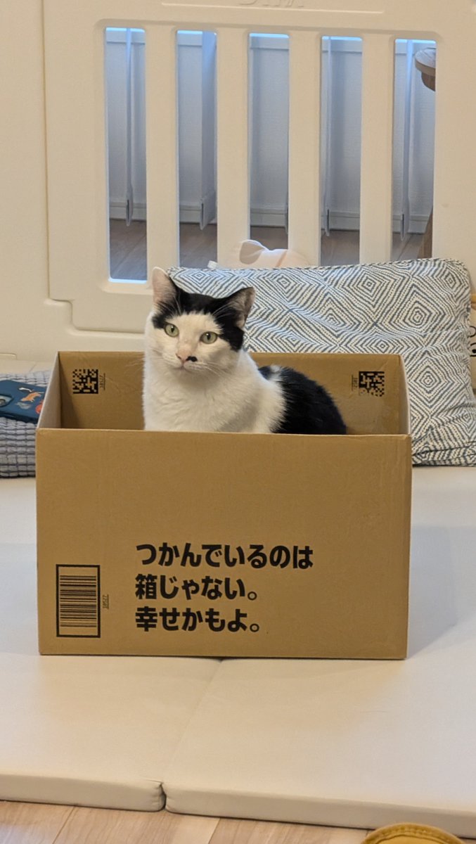 ShigureHanako's tweet photo. 幸せかも

#ねこ
#猫
#保護猫
#cat
#はなこ
#猫がいる暮らし
#つかんでいるのは箱じゃない。幸せかもよ。 https://t.co/RiHJiXiNtV