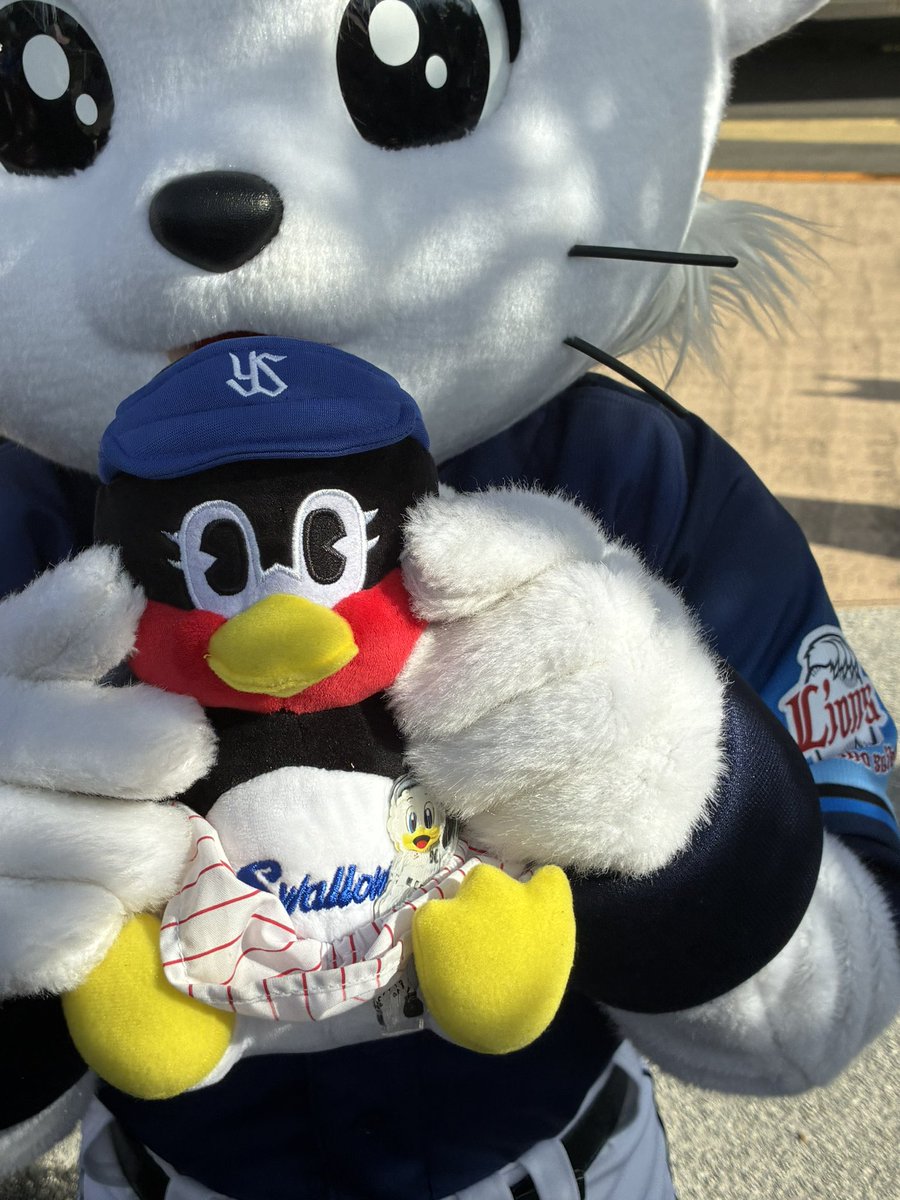 peiBow38's tweet photo. ライナ、お座りつばみで遊ぶ

マーくんアクスタも付けてる笑

#seibulions  #ライナ #フレッシュオールスター #swallows  #つばみ  #つばみちゃん  #chibalotte #mar_kun https://t.co/SUhQYx2jIf