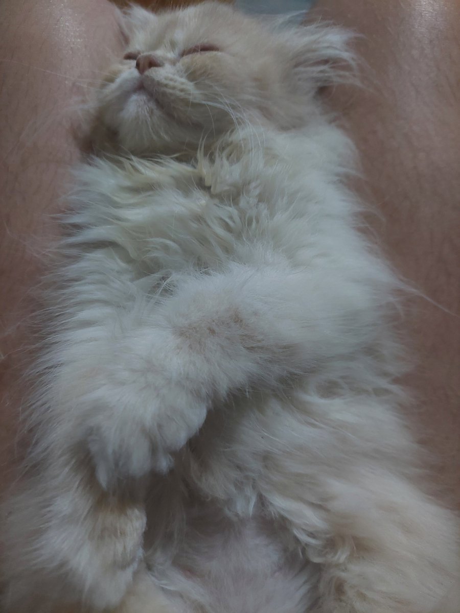 afterhoursff's tweet photo. tô morrendo d vontade d ir no banheiro mas ai olha como esse gato ta https://t.co/89UoiqdEQL