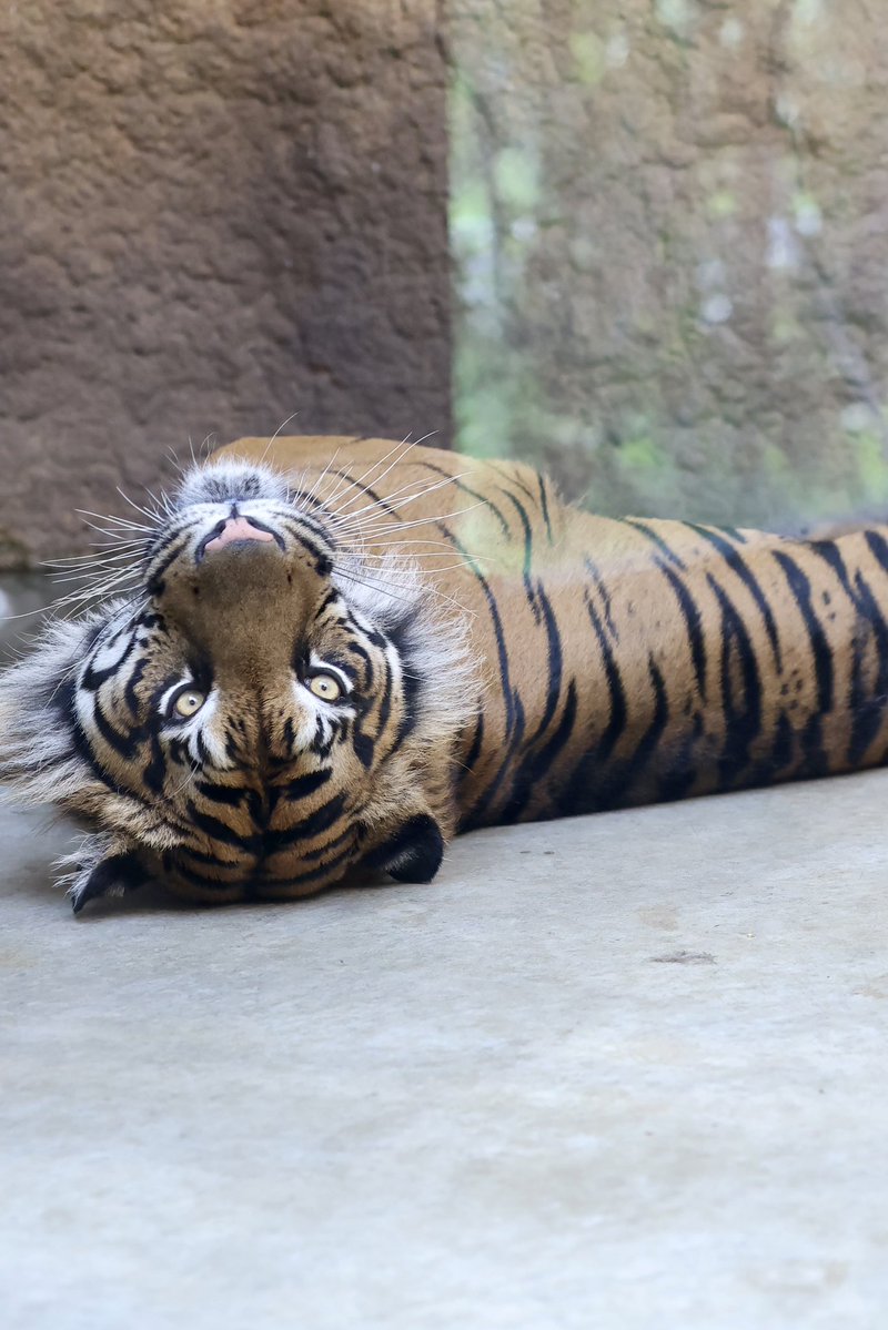 integrada9kei's tweet photo. ゴロ〜ンして、こちらを見てくれるアオくん。
2026.7.20
#かみね動物園 #スマトラトラ #アオ https://t.co/6tvwQj5KUZ