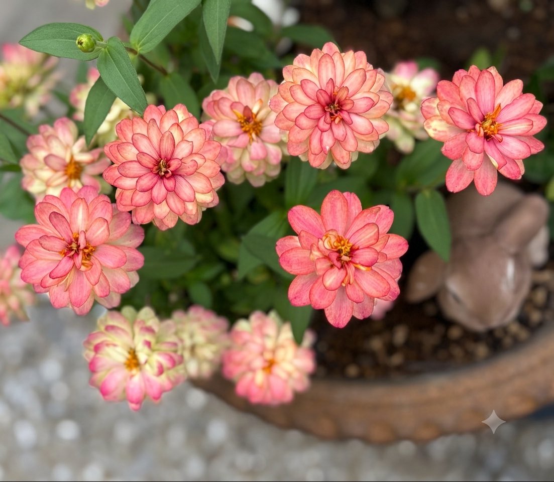 ss_iad's tweet photo. こんにちは☁️
曇り空☁️で涼しくて園芸日和です。
🏠のお花💐🌸💐
ひとつの株から小さな花が沢山咲いてキュートなピンクからクリーム色へと変わるグラデーションが楽しめます。 https://t.co/4g1y6Fpr1N