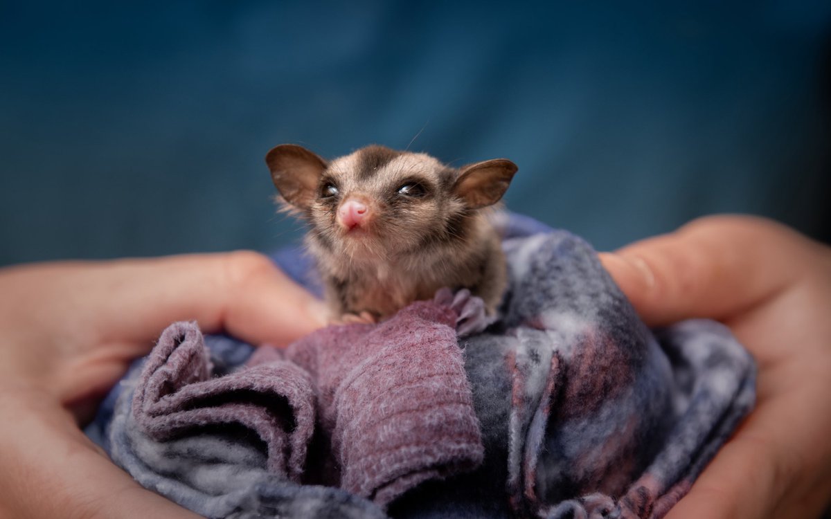 wildwarriors's tweet photo. This tiny sugar glider recently arrived at the Australia Zoo Wildlife Hospital after becoming separated from her mum when she fell from her back. Still too young to survive on her own, sweet little Betty is now receiving specialised care from our dedicated Wildlife Hospital team as she grows stronger each day. 🩷🥹