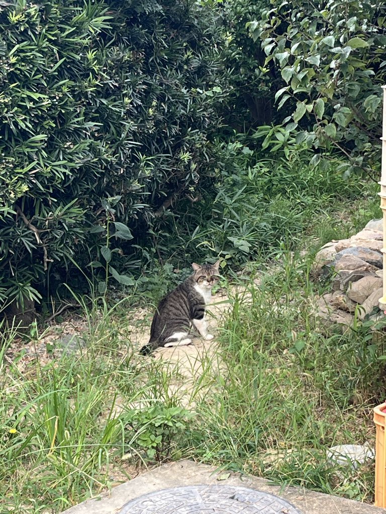 hiro_ibo's tweet photo. 今朝は早朝から待ってました😂
待ってるというか住んでるかもしれません笑 https://t.co/d4GZq58Vt9