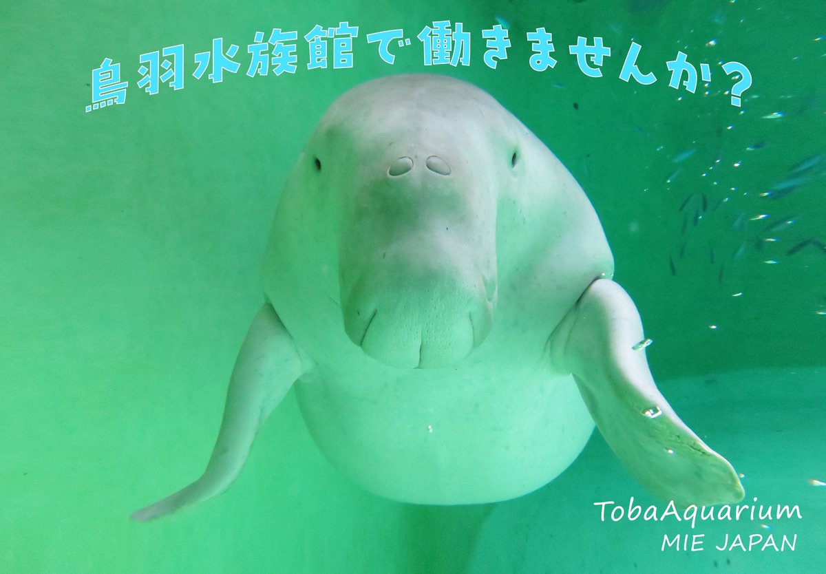 TOBA_AQUARIUM's tweet photo. 【2027年度正社員採用情報】鳥羽水族館では総合職の新卒・既卒者募集を開始いたします。
本日よりマイナビよりエントリーを受付しています。
皆さまのご応募を心よりお待ちしております。
🔽募集要項やエントリー情報等の詳細はコチラ

https://t.co/RqRVymtyWh https://t.co/kjyc49f1Cz