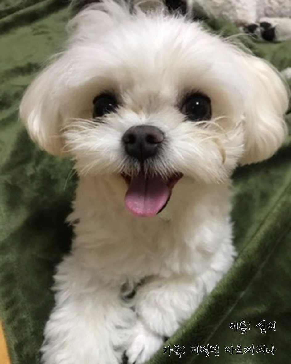 PJanHyang's tweet photo. #연극갈매기 #갈매기
[강아지가 귀여워서 하는 EVENT]
배우들의 강아지가 귀여워서 진행하는 특별 할인 40% 이벤트!

밀어서 사진보기>>>

자세한 내용은 이미지를 참고 부탁드립니다.

2026.07.17 - 08.02
씨어터 조이

이름: 살리, 글로리, 소피아
가족: 이정민 아르까지나 https://t.co/IPPeTF7AWl