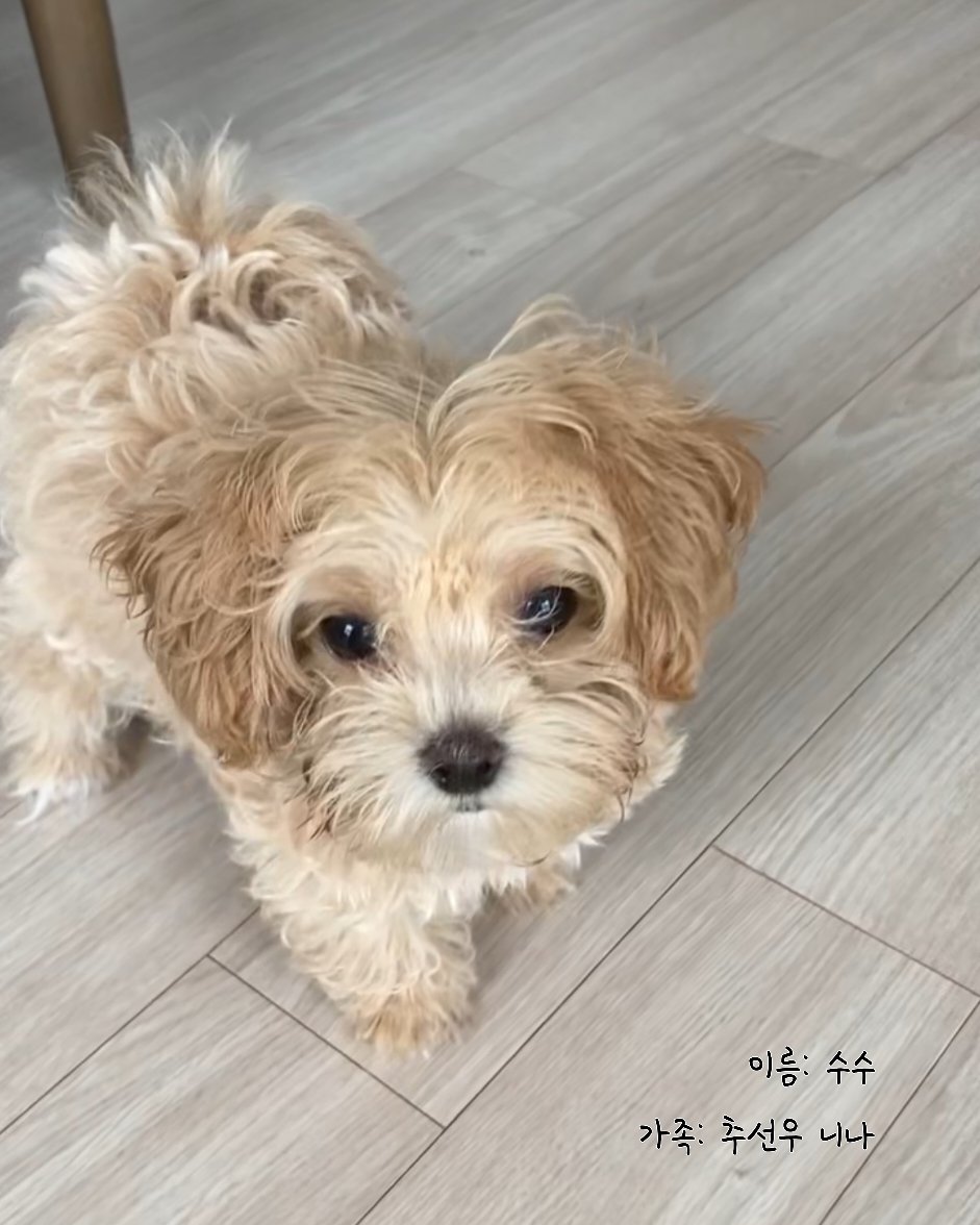 PJanHyang's tweet photo. 이름: 수수
가족: 추선우 니나 https://t.co/wIQGsRtb5Q