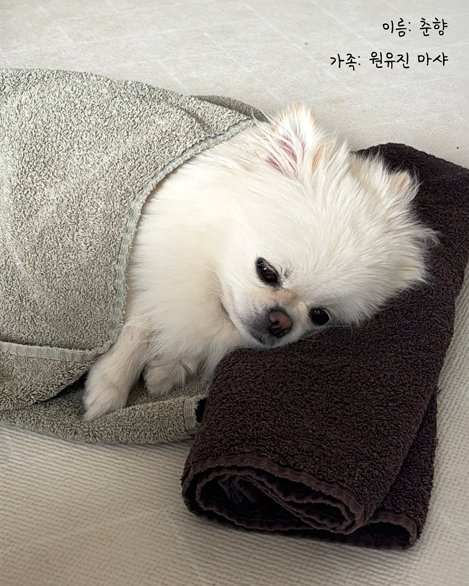 PJanHyang's tweet photo. 이름: 춘향
가족: 원유진 마샤 https://t.co/TDVwMPGwf7