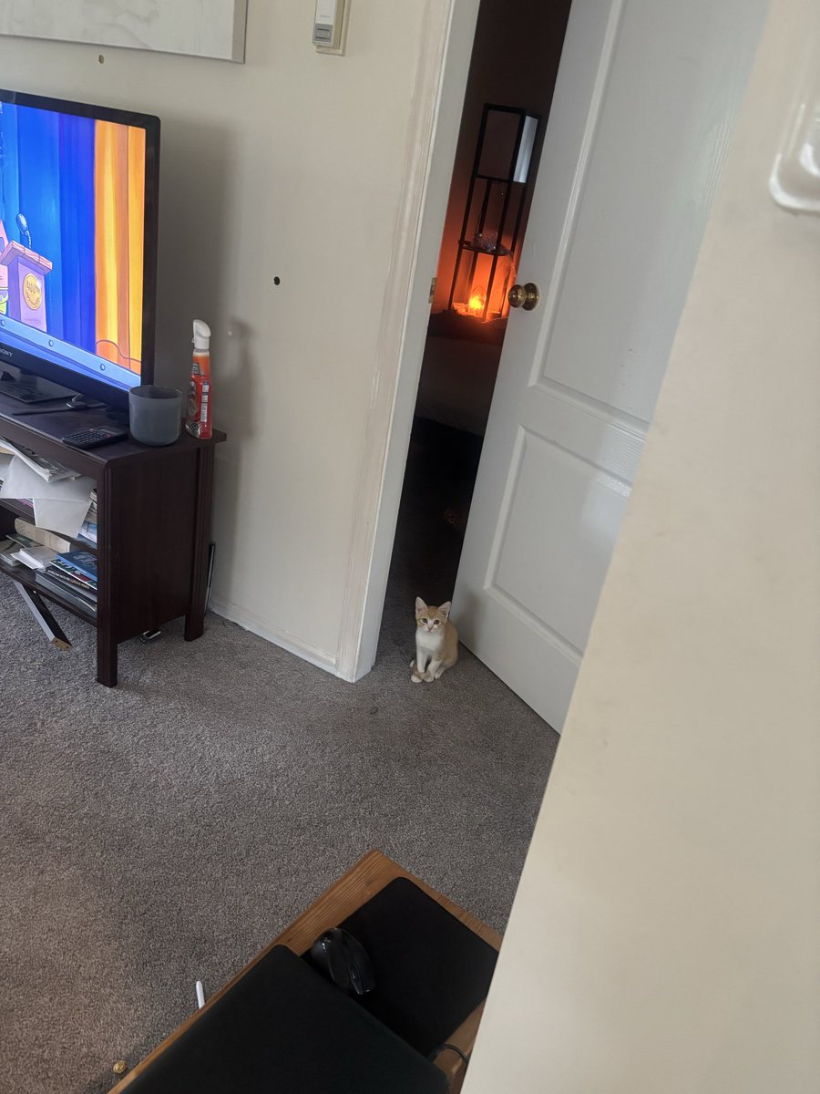 GR7FF1N's tweet photo. New cat https://t.co/C0RXpiQpSN