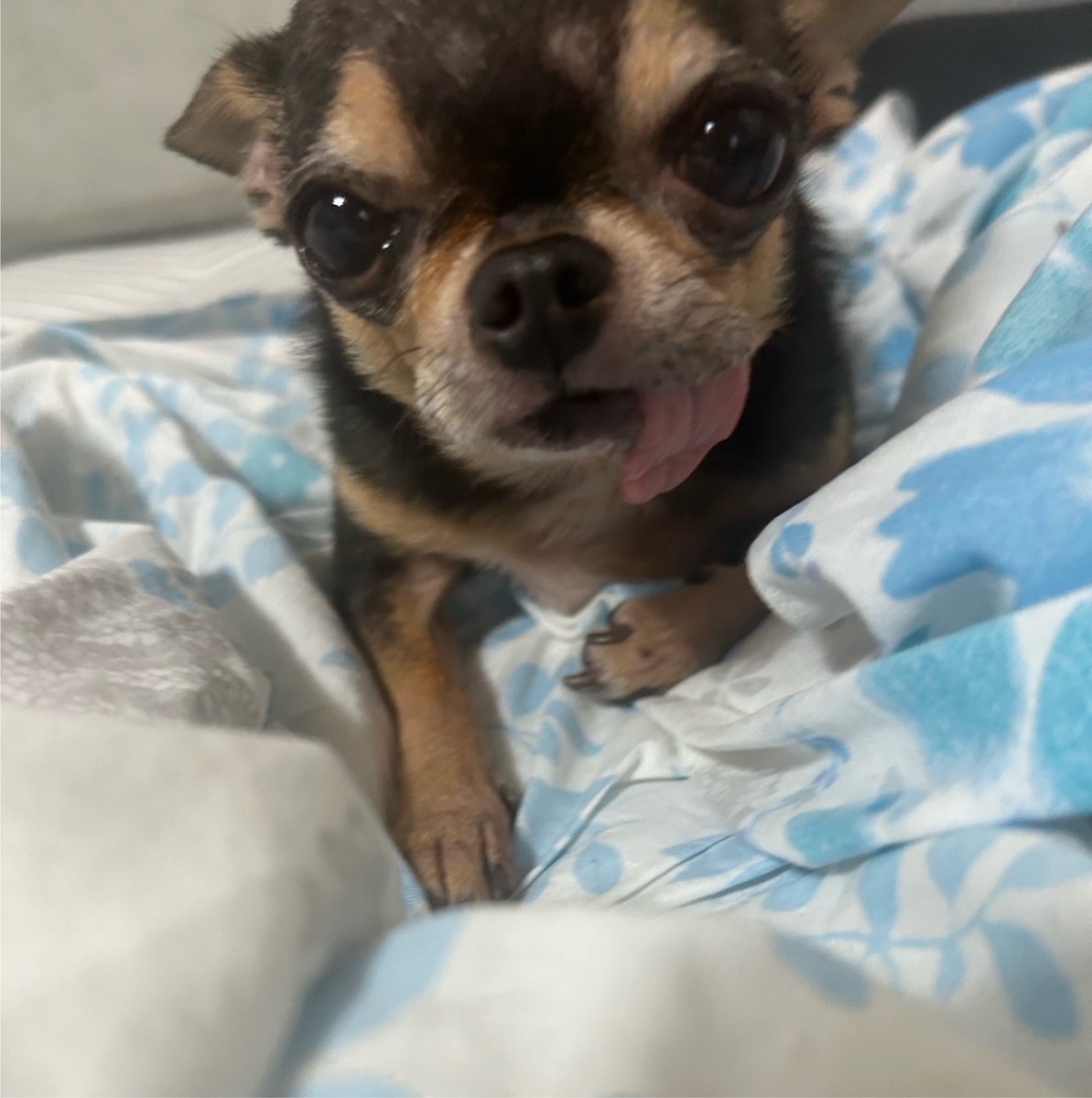 SpinBingBing's tweet photo. 엉금... 엉금....

엉금엉금엉금엉금 https://t.co/Qkg0ZKSWwU