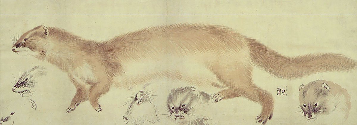 hommamuseum1947's tweet photo. 只今開催中の企画展「円山応挙と京都画壇」から展示作品のご紹介いたします。

■山形県指定文化財　
円山応挙　
鼬図　
江戸時代中期（18世紀）

円山応挙をはじめ、竹内栖鳳や小野竹喬に至る京都画壇の足跡を辿りながら、近代「日本画」の誕生にも寄与した画家たちの作品を紹介します。
#円山応挙 https://t.co/gPCRYWRoMx