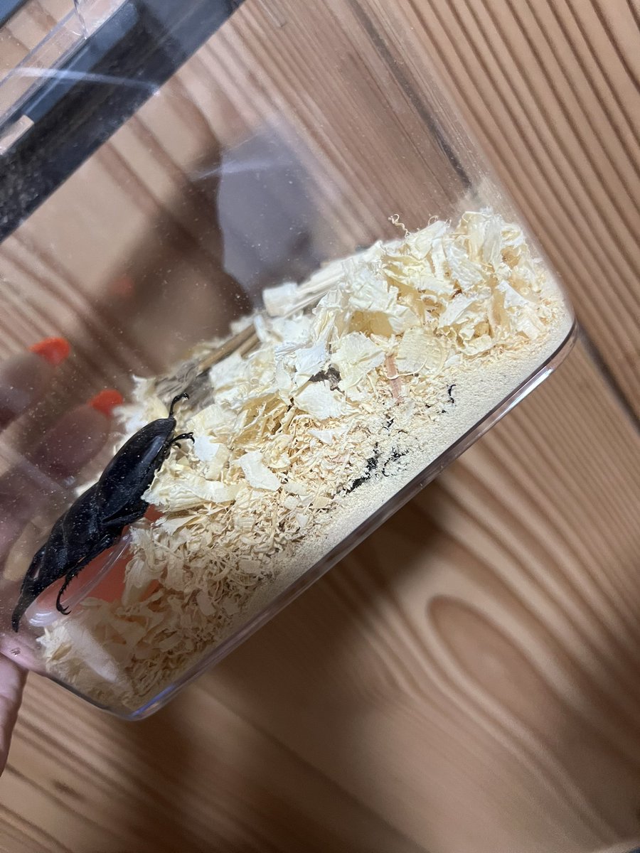 thyme_g's tweet photo. 昨日の夜は息子頑張ってゴトウヒラタ探し🐛クワガタとかわからないママですが…頑張って来たようです！カブトムシとクワガタたくさんと帰ることになりそう笑 https://t.co/Of9jex654P