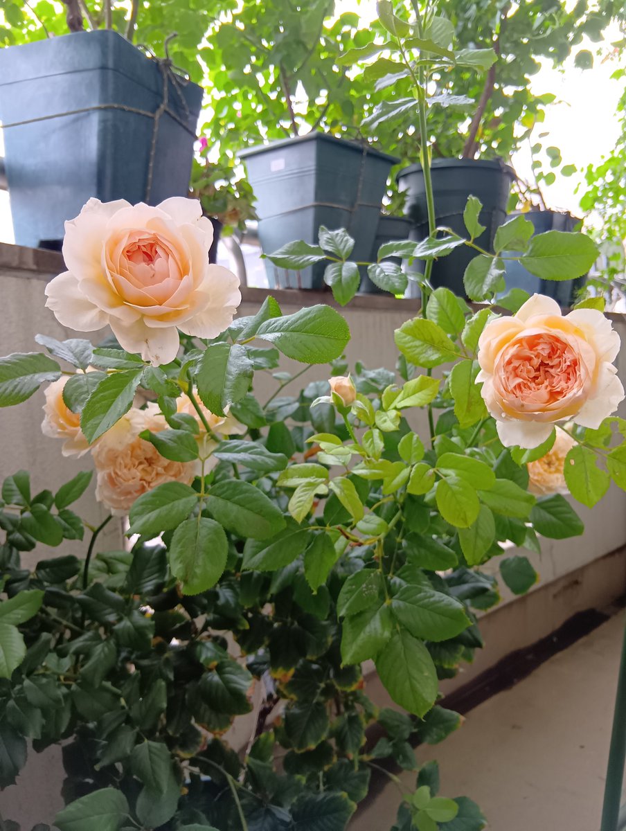 albasemiplena's tweet photo. 夏の真宙、大体咲きました🌹 https://t.co/nZerIqNy2s