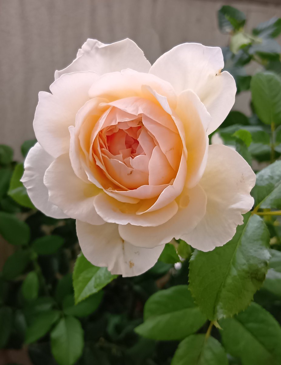 albasemiplena's tweet photo. 夏の真宙、大体咲きました🌹 https://t.co/nZerIqNy2s