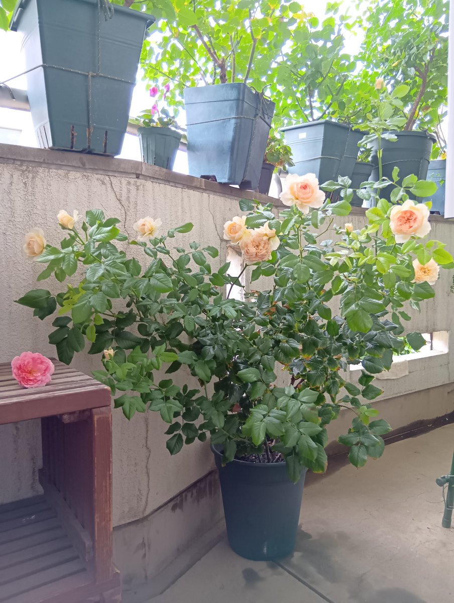 albasemiplena's tweet photo. 夏の真宙、大体咲きました🌹 https://t.co/nZerIqNy2s