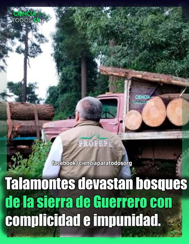 GARCIPAVON's tweet photo. ¡Y TODO VA AL EXTRANJERO DESDE LOS BOSQUES DE CHIAPAS, MICHOACÁN, GUERRERO!
La tala clandestina en Guerrero está controlada por el crim3n organizado, afectando regiones como la Costa Grande y la Tierra Caliente e impulsando la deforestación ante la caída de otros mercados ilícitos.
✍️  Ciencia Para Todos Org