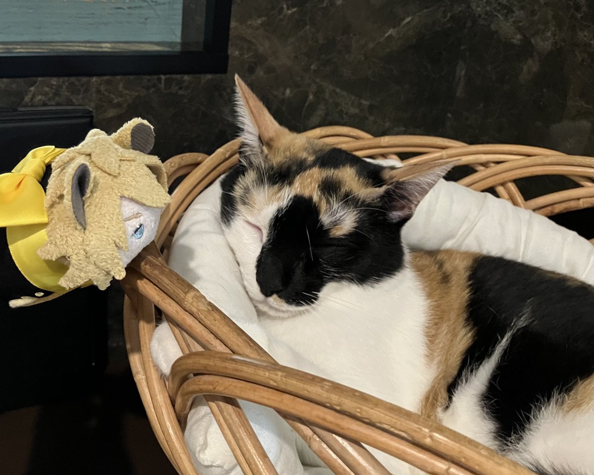 usagiO33's tweet photo. 猫喫茶
まずはご挨拶まわりツムちゃん https://t.co/SXuKLRstje