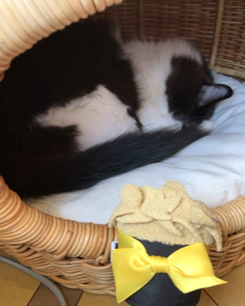 usagiO33's tweet photo. 猫喫茶
まずはご挨拶まわりツムちゃん https://t.co/SXuKLRstje