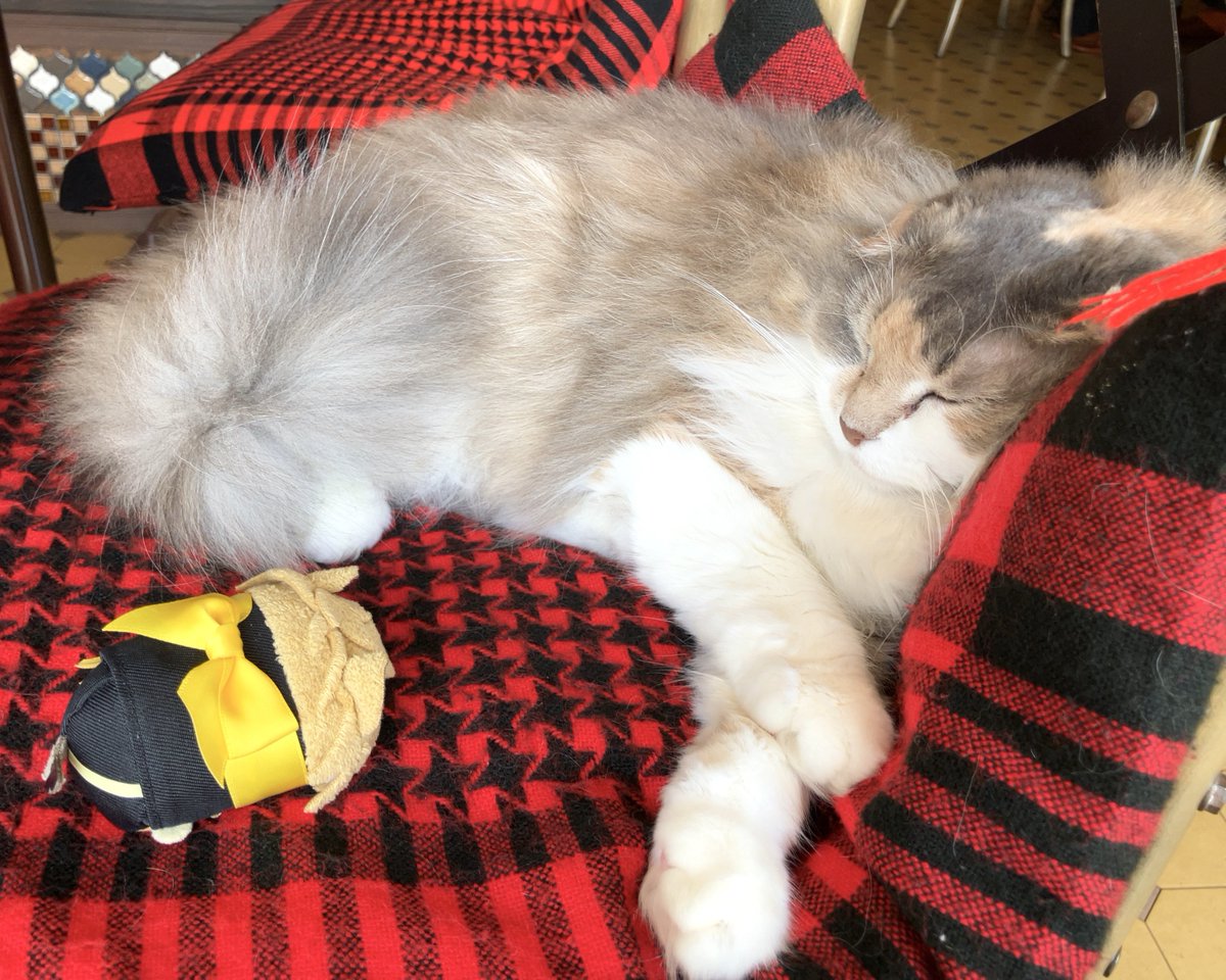 usagiO33's tweet photo. 猫喫茶
まずはご挨拶まわりツムちゃん https://t.co/SXuKLRstje